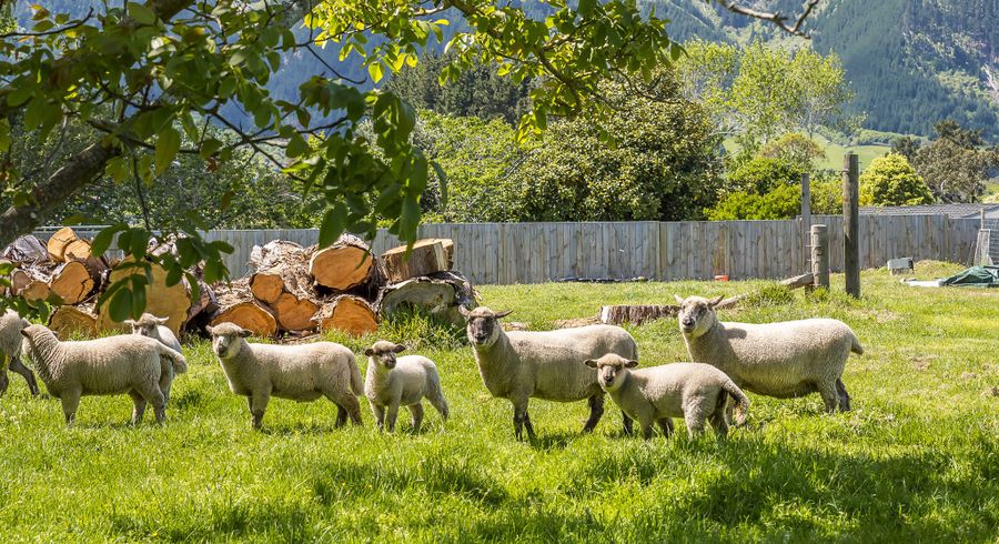  at 111 Peka Peka Road, Peka Peka