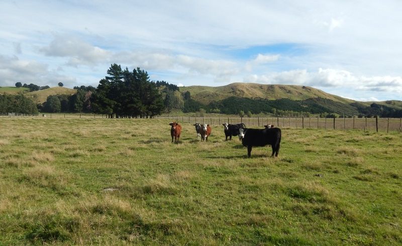  at 759 Chester Road, West Taratahi, Carterton