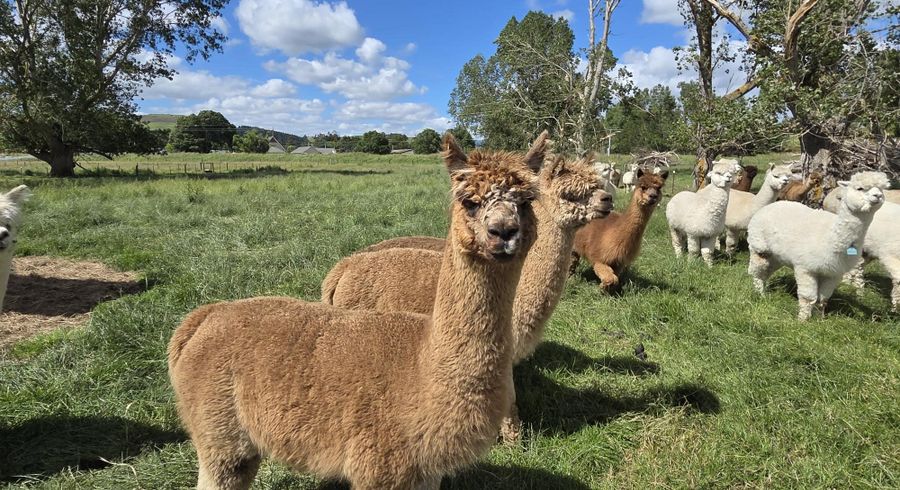  at 0 Grindon Street, RD3, Lawrence, Clutha, Otago