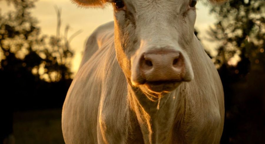  at 1034 Ararimu Rd, Ararimu, Franklin, Auckland