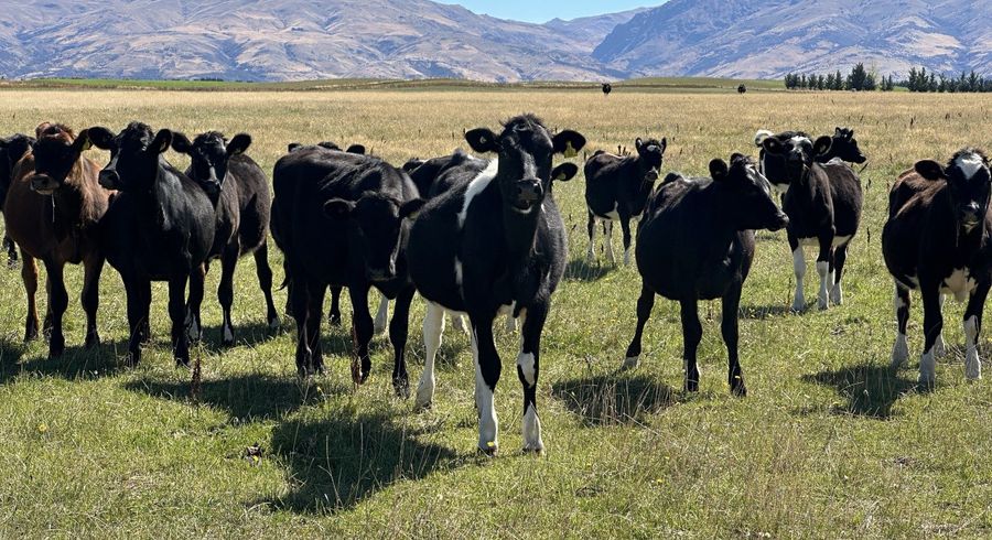  at 411 Muddy Creek Road, Lauder, Central Otago, Otago