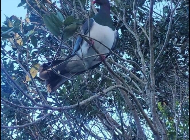  at 24 Hollies Crescent, Johnsonville, Wellington, Wellington