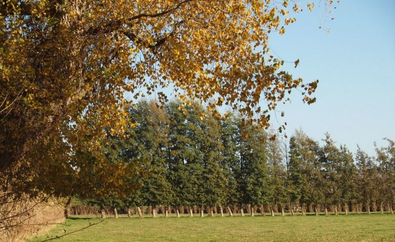  at 84A Voss Road, Christchurch