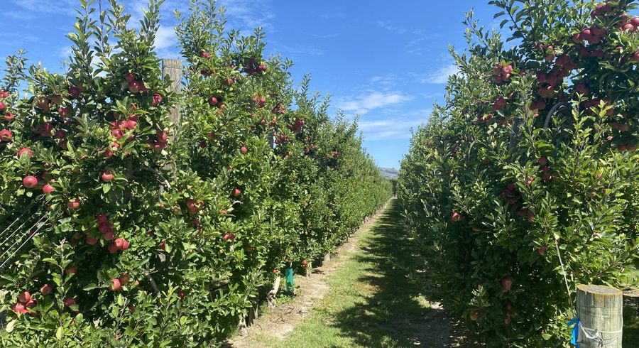  at Rockit Orchard No.2 LP, Hastings Central, Hastings, Hawke's Bay