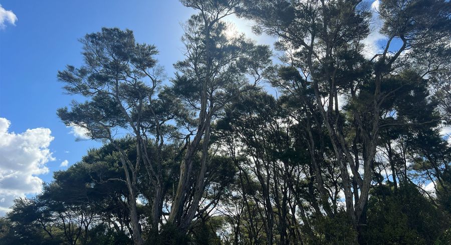  at 11 Ti Tree Lane, Stanmore Bay, Rodney, Auckland