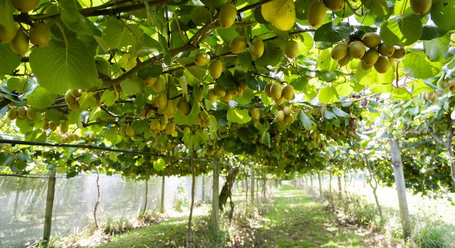  at 457 Whatitiri Road, Poroti, Whangarei, Northland