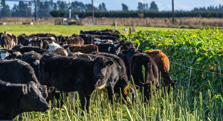  at Hartnells Road, Hororata, Selwyn, Canterbury