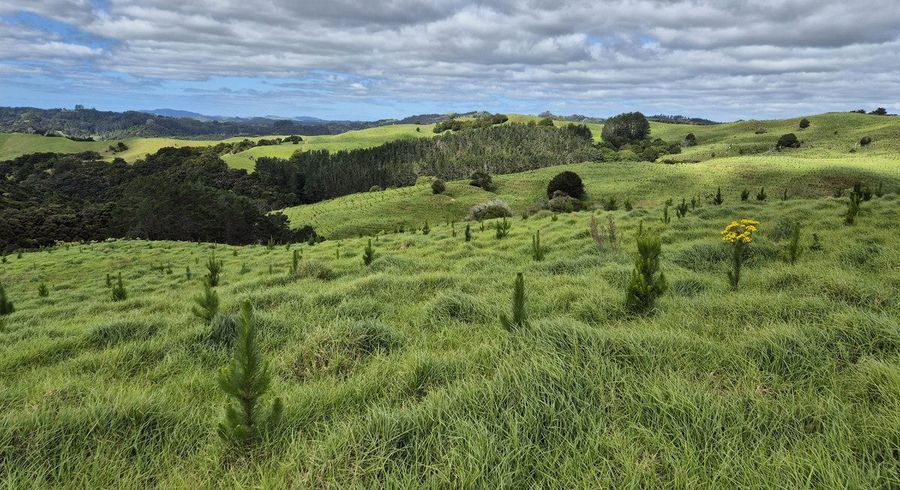  at Fisher-Riley Forest, Kaitaia, Far North, Northland