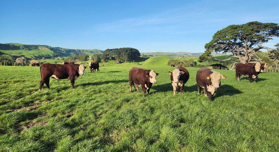  at 899 Te Akau Road, Te Akau, Waikato, Waikato