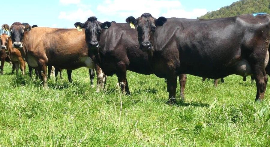  at 3061 State Highway 69, Inangahua, Buller, West Coast