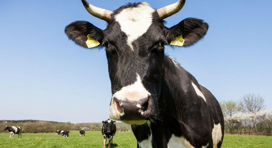  at 0 Karioitahi Road, Karioitahi, Waiuku