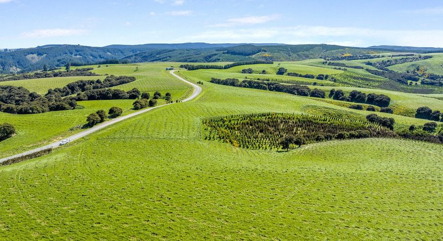  at Goldfields Forest, Milton, Clutha, Otago