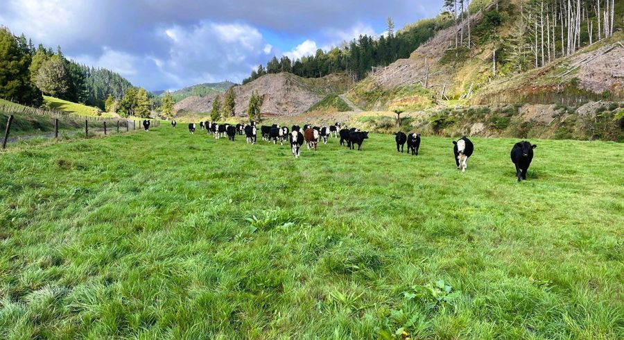  at 698 Mangaoapa Road, Stratford East, Stratford, Taranaki
