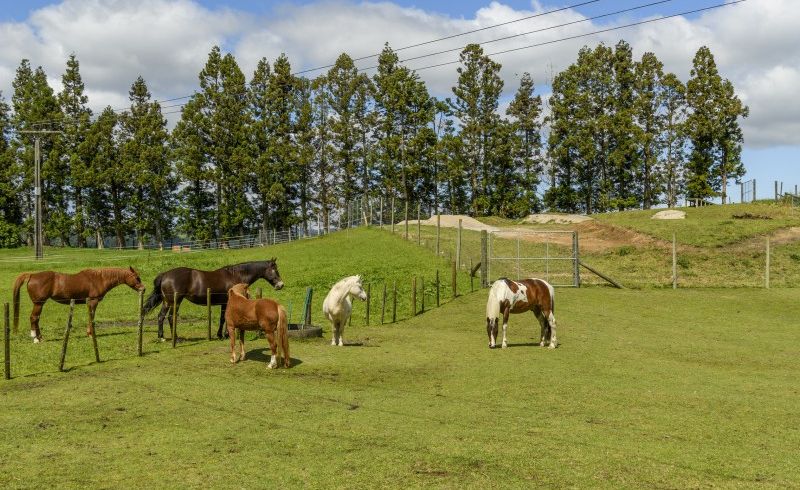  at 450 Mclaren Falls Road, Tauranga