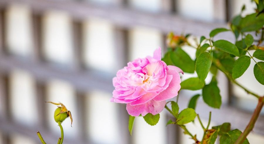  at 5 Winning Terrace, Dinsdale, Hamilton, Waikato