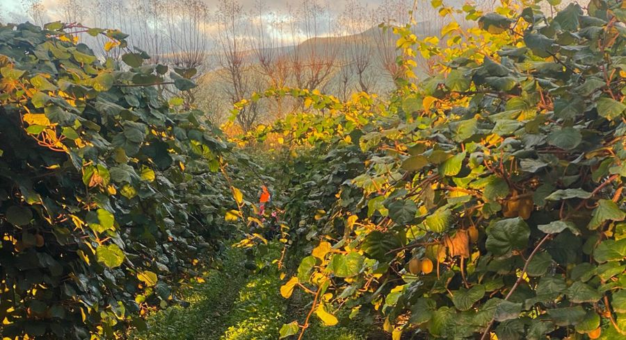  at 97 Long Plain Road, Takaka, Tasman, Nelson / Tasman